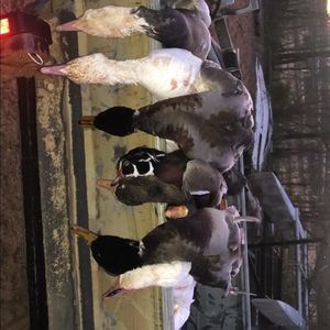 Meet your Posher, Braden